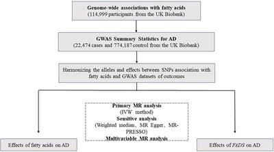 Causal effects of fatty acids on atopic dermatitis: A Mendelian randomization study